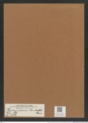 Stephanodiscus hantzschii Grun. (de-Toni-Nr.: Genus 189, Species 4686) Zeichnungen Sammlung Grunow Mappe 04592 (Herbarium_W_Grunow_drawings_Folder_04592)